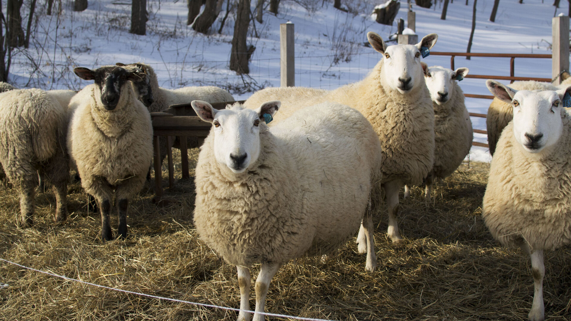 sheep homestead wisconsin